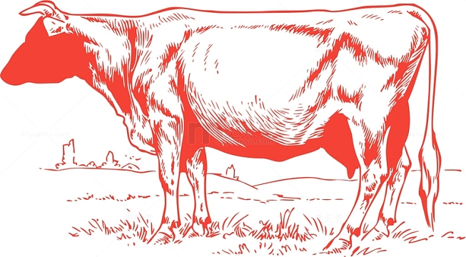 哺乳动物 动物 牛 黄牛