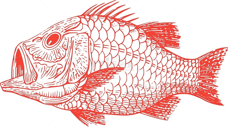 动物 鱼 海洋 海 绝种 化石 