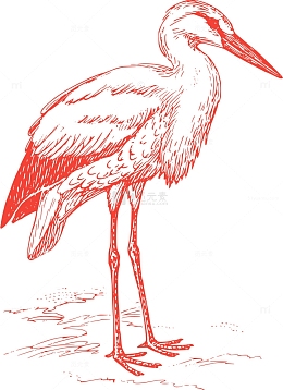 动物 鸟 鸟类学 动物学 鹳 生物学 