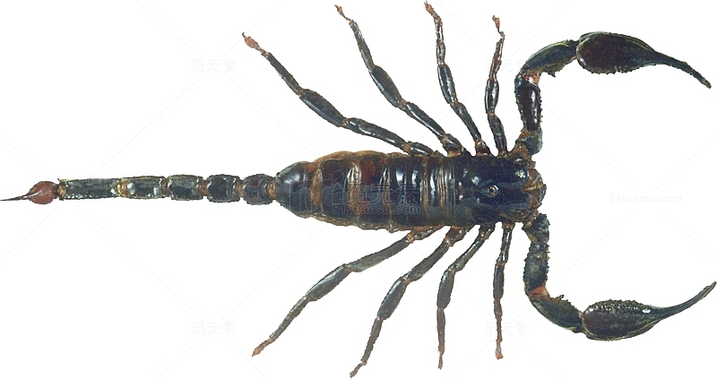 动物昆虫蝎子