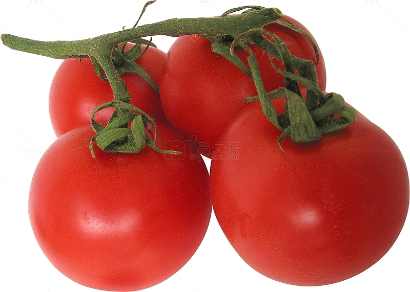 一株西红柿