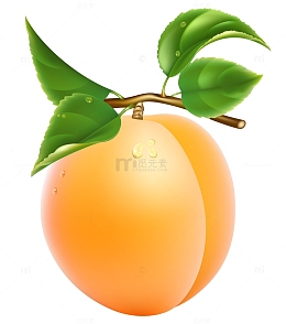 手绘杏子