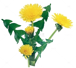 黄色菊花