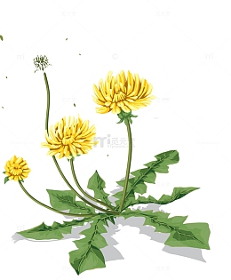 蒲公英花卉
