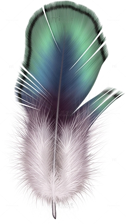 彩色羽毛