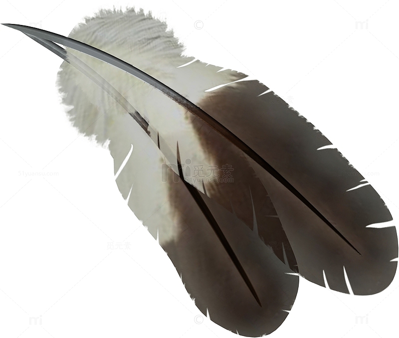 翅膀上的羽毛