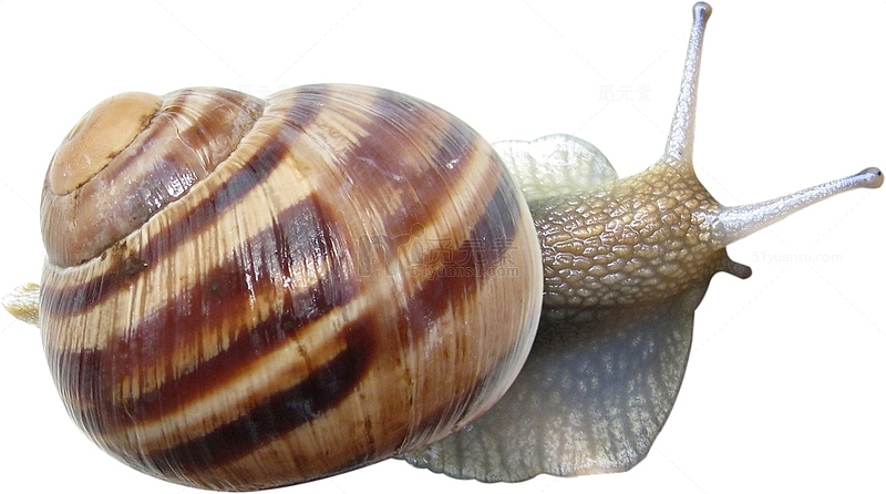 带壳的蜗牛