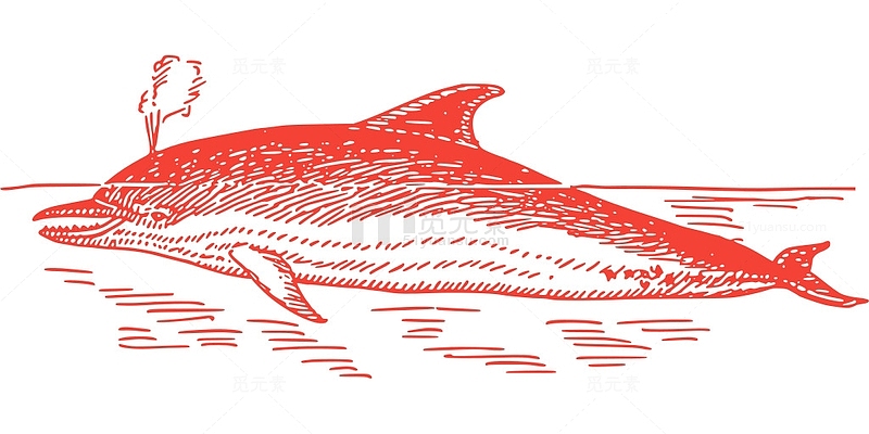 哺乳动物 动物 水 海洋 海豚 海 