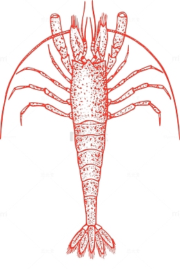 动物 龙虾 动物学 螃蟹 生物学 小龙虾 