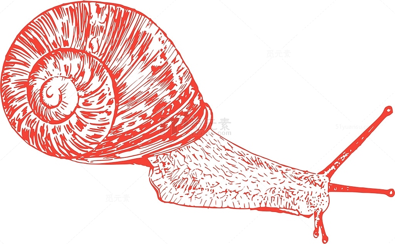 动物 贝壳 软体动物 蜗牛 花园 