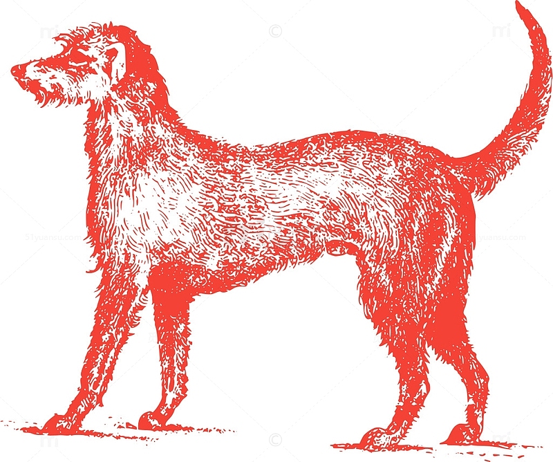 哺乳动物 动物 狗 宠物 犬 
