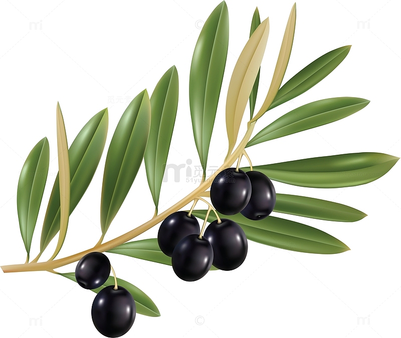 黑色油橄榄