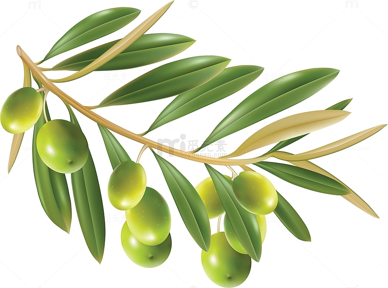 卡通彩绘油橄榄和枝叶