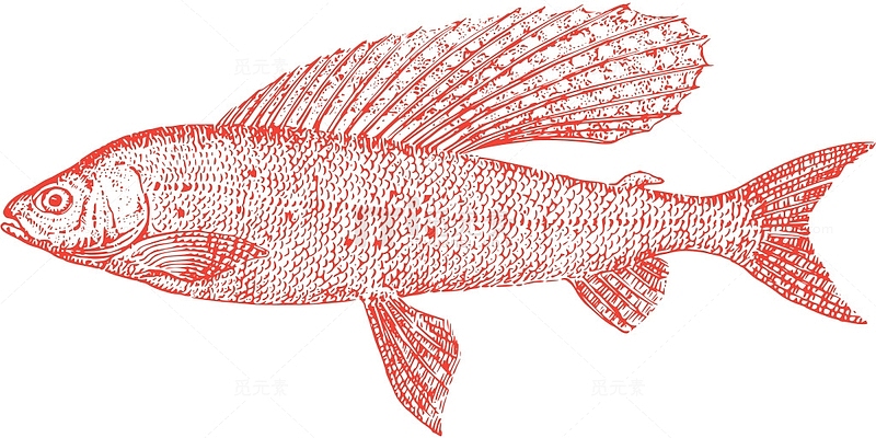 动物 生物学 鱼