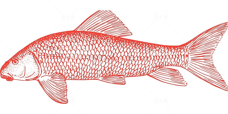 动物 鱼 生物学 