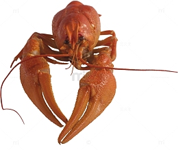 煮熟的小龙虾