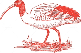 动物 生物学 鸵鸟 