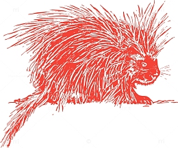 哺乳动物 动物 刺猬 