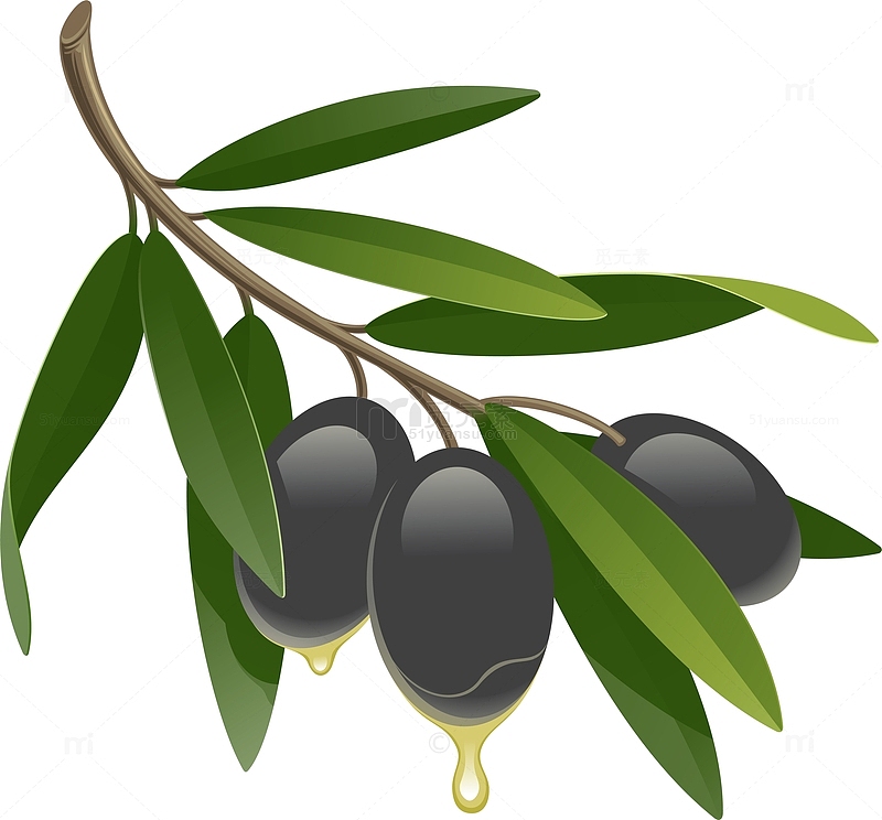 营养丰富的黑橄榄