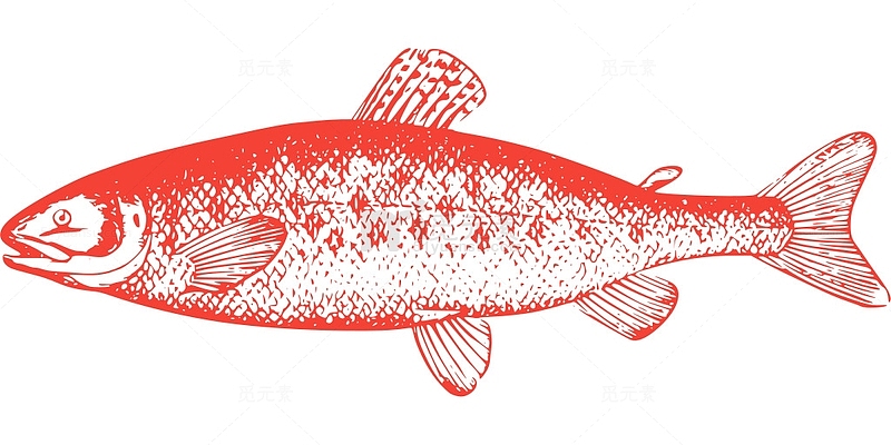 动物 鱼 海洋 三文鱼