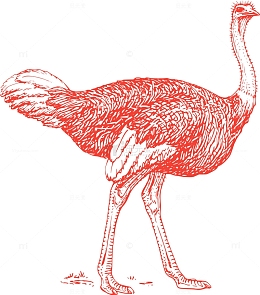 动物 鸟 鸟类 动物学 鸵鸟 生物学 