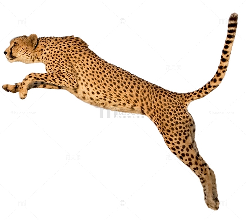 跳跃往前的猎豹豹子