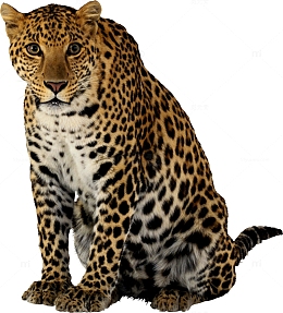 狂野的猎豹