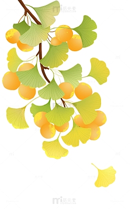 秋天黄色银杏插画