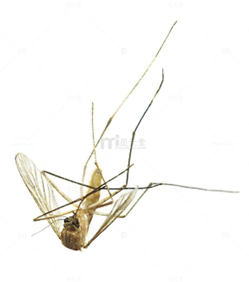 蚊子飞蛾虫子