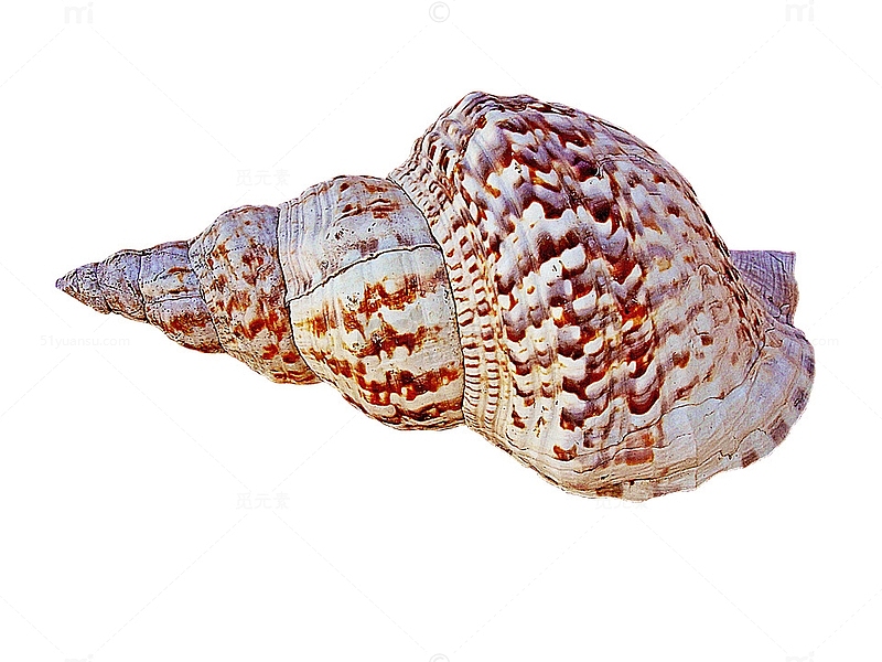 海螺贝壳贝类