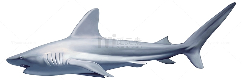 海洋大白鲨
