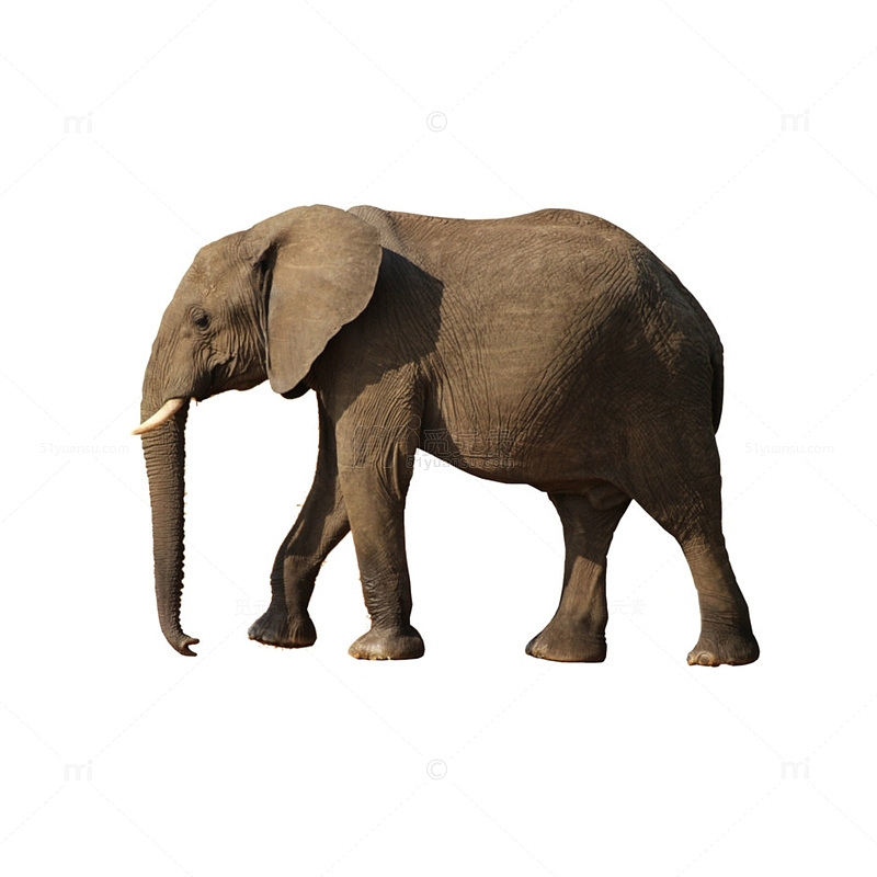 一头行走的大象