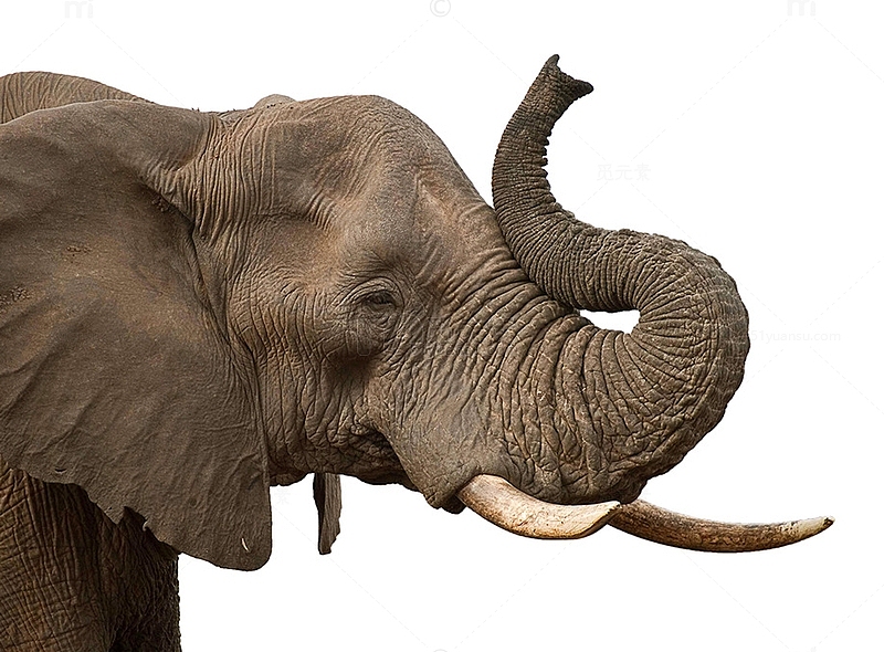 大象头部