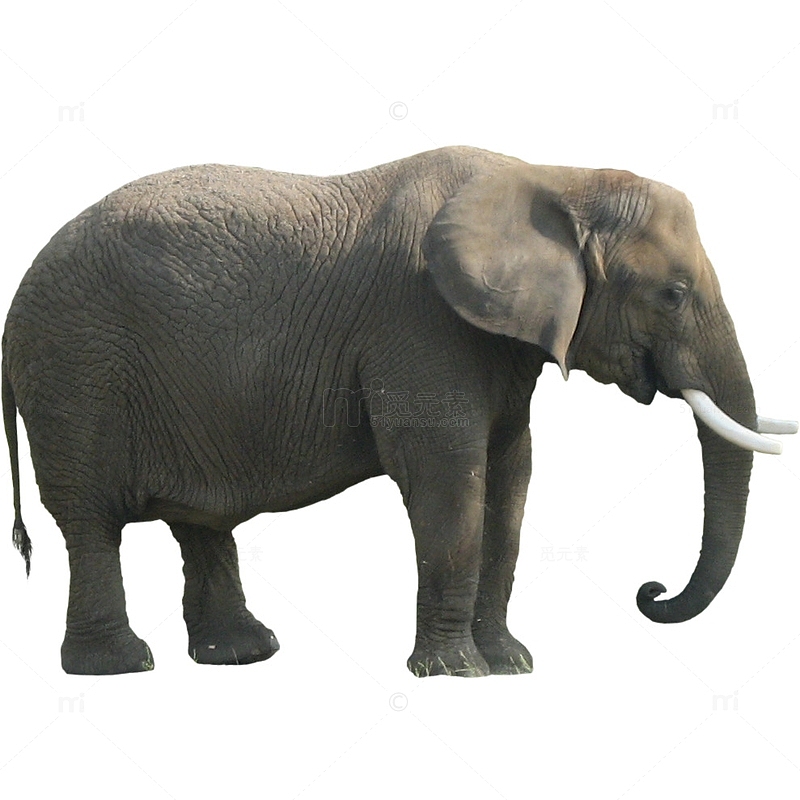 站立的大象