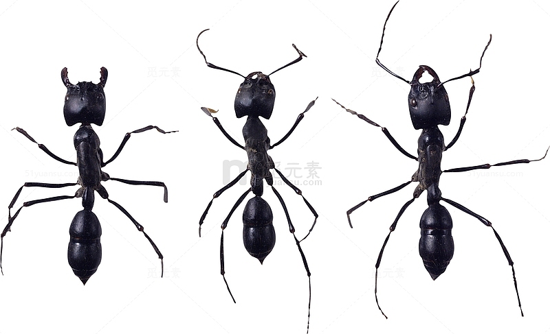 三只黑色大蚂蚁
