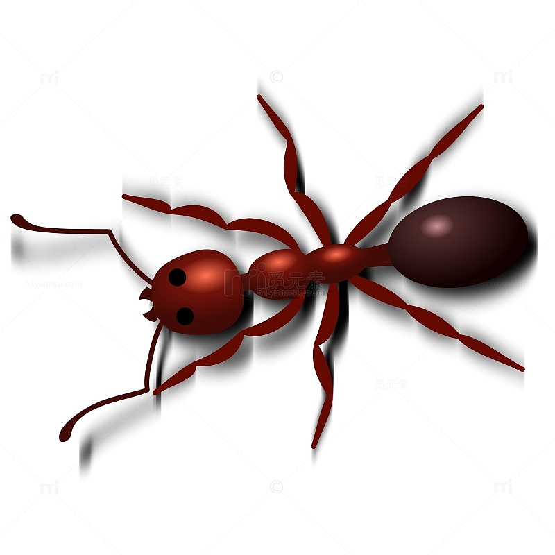 红色蚂蚁
