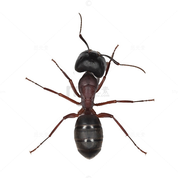 蚂蚁标本