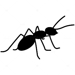 黑色蚂蚁