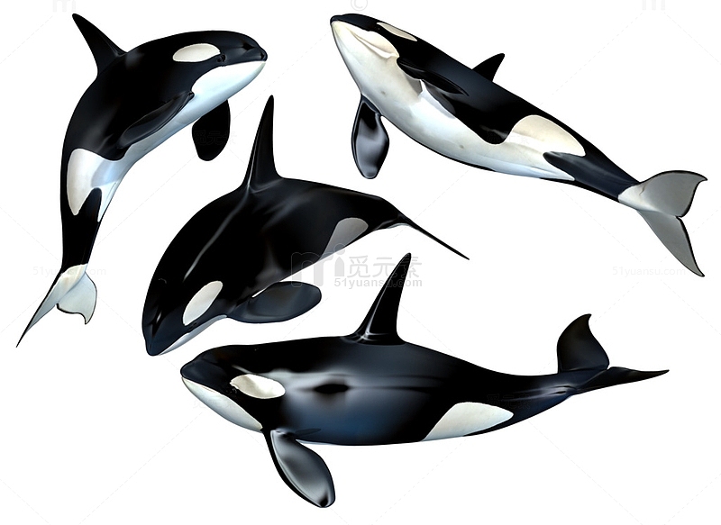 一群虎鲸
