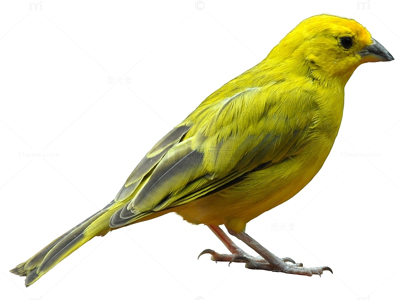 黄色羽毛鸟类