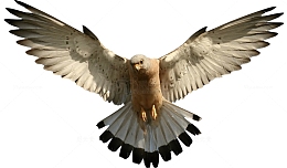 展开翅膀的老鹰