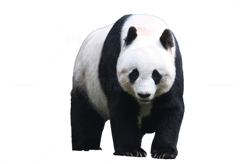 大熊猫站着