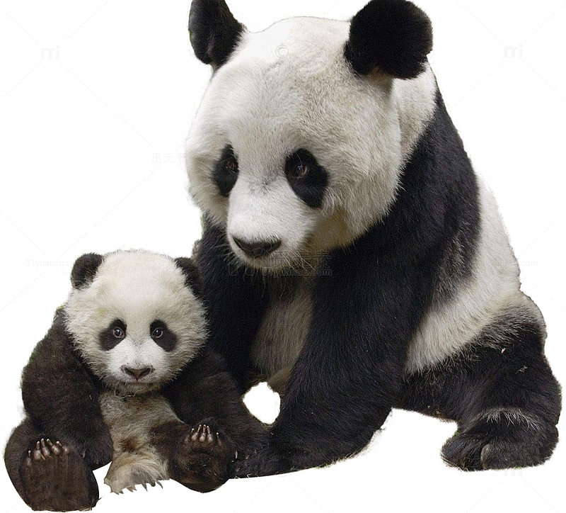 成年大熊猫和小熊猫