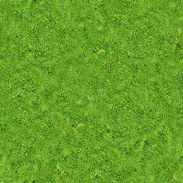 绿色草地