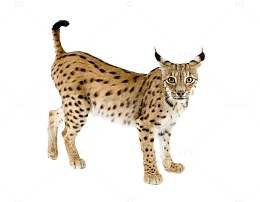 站立的猞猁