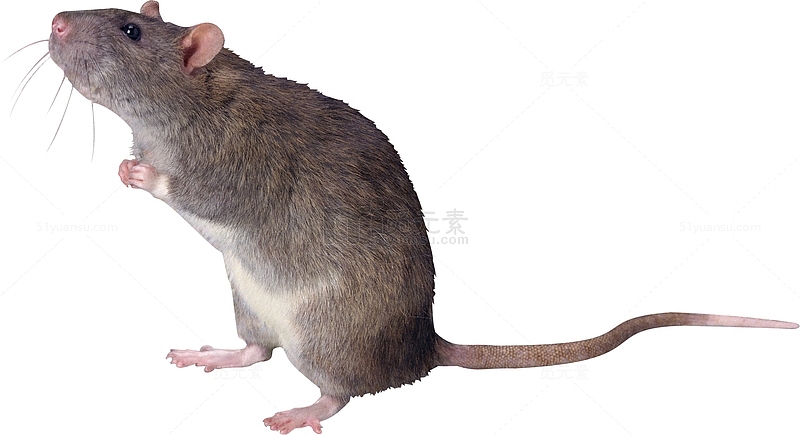 一只站立的老鼠