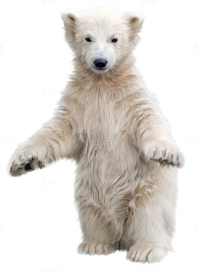 可爱北极白熊