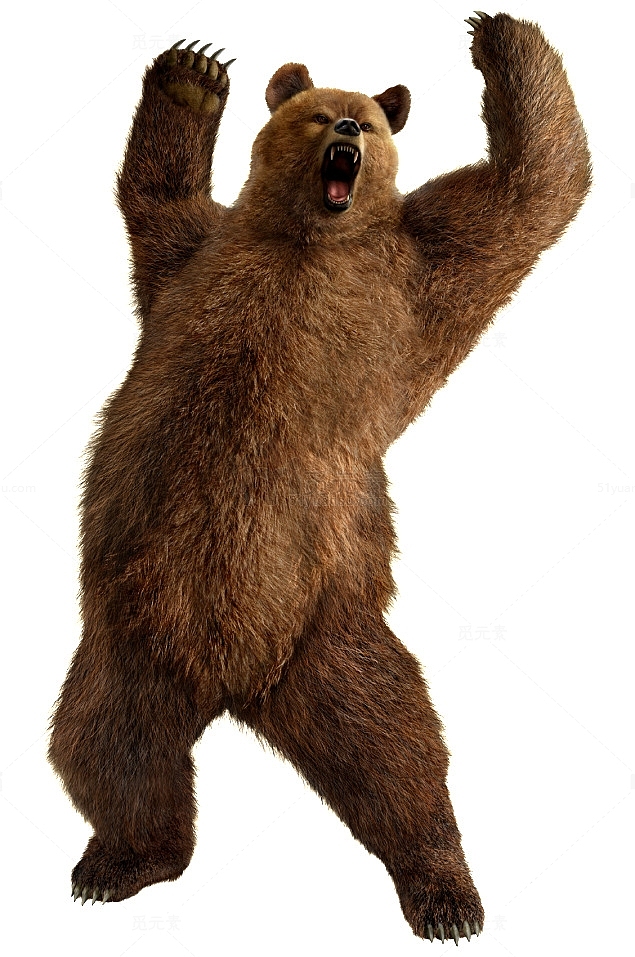 棕色的熊
