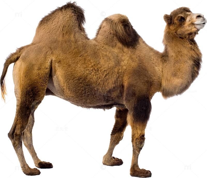 沙漠骆驼侧面图