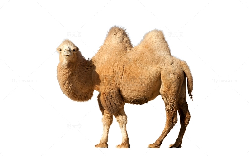 站立的骆驼
